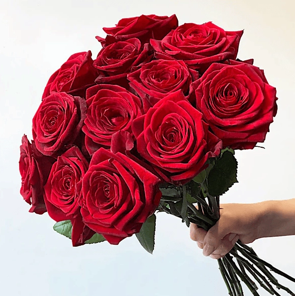 گل رز ایکو