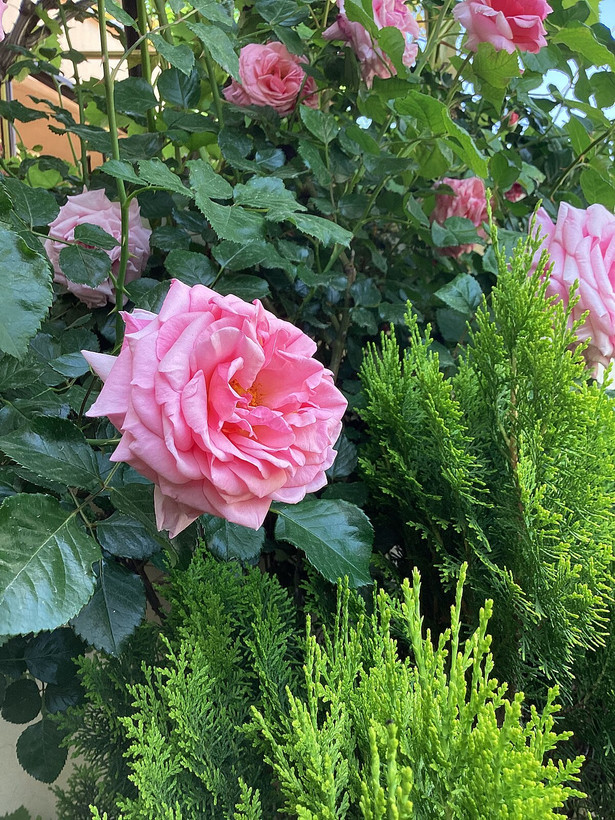 گل محمدی